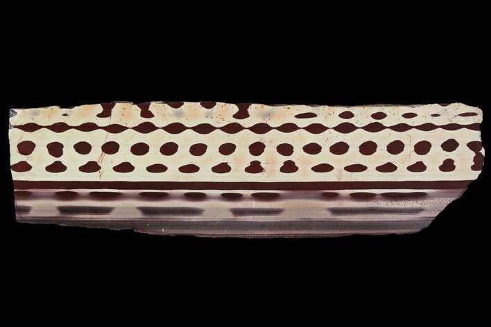 Polished Slab Of Zebra Stone (Ediacaran Microbialite?) #92850